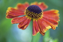 Helen's Flower, Sneezeweed, Helenium 'Moerheim Beauty'.