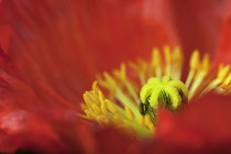 Poppy, Papaver nudicaule, Icelandic poppy, Papaver croceum.