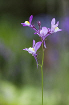 Fairytoadflax, Linaria moroccana.