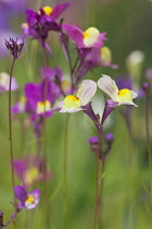 Fairytoadflax, Linaria moroccana.