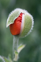 Poppy, Oriental poppy, Papaver orientale.