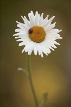 Daisy, Ox-eye daisy, Leucanthemum vulgare.