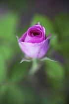 Rose, Wild rose, Dog rose, Rosa 'Summer breeze'.