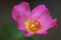 Rose, Wild rose, Dog rose, Rosa 'Summer breeze'.