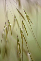 Golden Oats, Stipa gigantea.