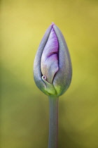 Tulip, Tulipa 'Queen of Night'.
