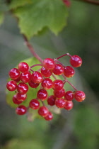 Viburnum, Viburnum opulus.