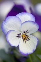 Viola, Viola 'Sorbet Ocean Breeze'.