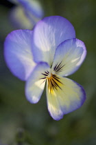 Viola, Viola 'Sorbet Ocean Breeze'.