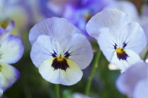 Viola, Viola 'Sorbet Ocean Breeze'.