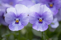 Viola, Viola 'Sorbet Ocean Breeze'.