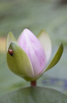 Waterlily, Nymphaea.