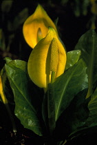 Skunkcabbage, Lysichiton americanus.