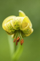 Lily, Turkscap lily, Lilium pyrenaicum.