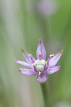 Allium, Allium schubertii.