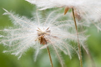 MountainAvens, Dryas x suendermannii.