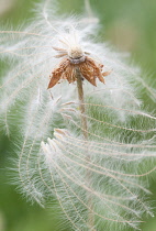 MountainAvens, Dryas x suendermannii.