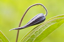 Clematis, Clematis Integrifolia 'Henderson'.