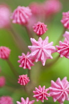 AmericanLaurel, Kalmia Latifolia 'Clementine Churchill'.