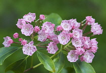 AmericanLaurel, Kalmia Latifolia 'Clementine Churchill'.