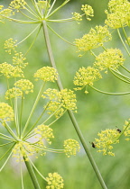 Fennel, Foeniculum vulgare.