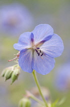 Geranium, Cranesbill, Geranium 'Brookside'.