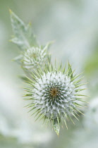 Thistle, Cotton thistle, Scotch thistle, Onopordum acanthium.