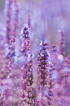 Sage, Salvia nemorosa 'Ostfriesland'.