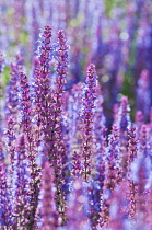 Sage, Salvia nemorosa 'Ostfriesland'.