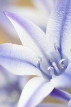 Triteleia, Triteleia laxa 'Rudy'.