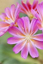 Lewisia, Lewisia cotyledon 'Regenbogen'.