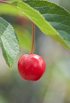 Cherry, Acid cherry, Prunus cerasus 'Nabella'.