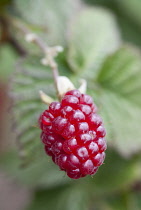 Tummelberry, Rubus 'Tummelberry'.