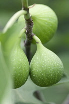 Fig, Ficus carica 'Excel'.