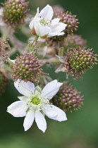 Blackberry, Rubus laciniatus 'Loch Ness'.