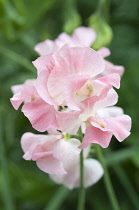 Sweetpea, Lathyrus odoratus.