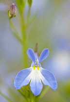 Lobelia, Lobelia 'Dark Crusader'.