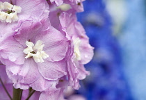Delphinium, Delphinium 'Titania'.