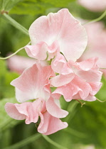 Sweetpea, Lathyrus odoratus 'Lauren Landy'.