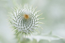 Thistle, Scotch thistle, Cotton thistle, Onopordum acanthium.