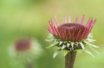 Purple Coneflower, Echinacea.
