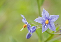 Chilean potato tree, Solanum crispum, two blue flowers growing outdoor.