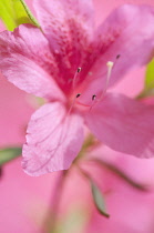 Azalea, Rhododendron.