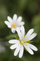 Stitchwort, Stellaria holostea.