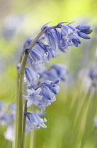 Bluebell, English bluebell, Hyacinthoides non-scripta.