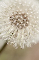 Dandelion clock, Taraxacum officinale.