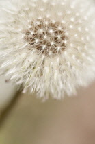 Dandelion clock, Taraxacum officinale.