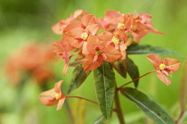 Euphorbia, Spurge, Euphorbia griffithi 'Fireglow'.