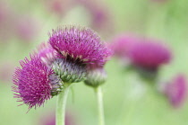 Thistle, Brook thistle, Cirsium rivulare 'Atropurpureum'.