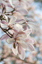 Magnolia, Magnolia sprengeri 'Diva'.